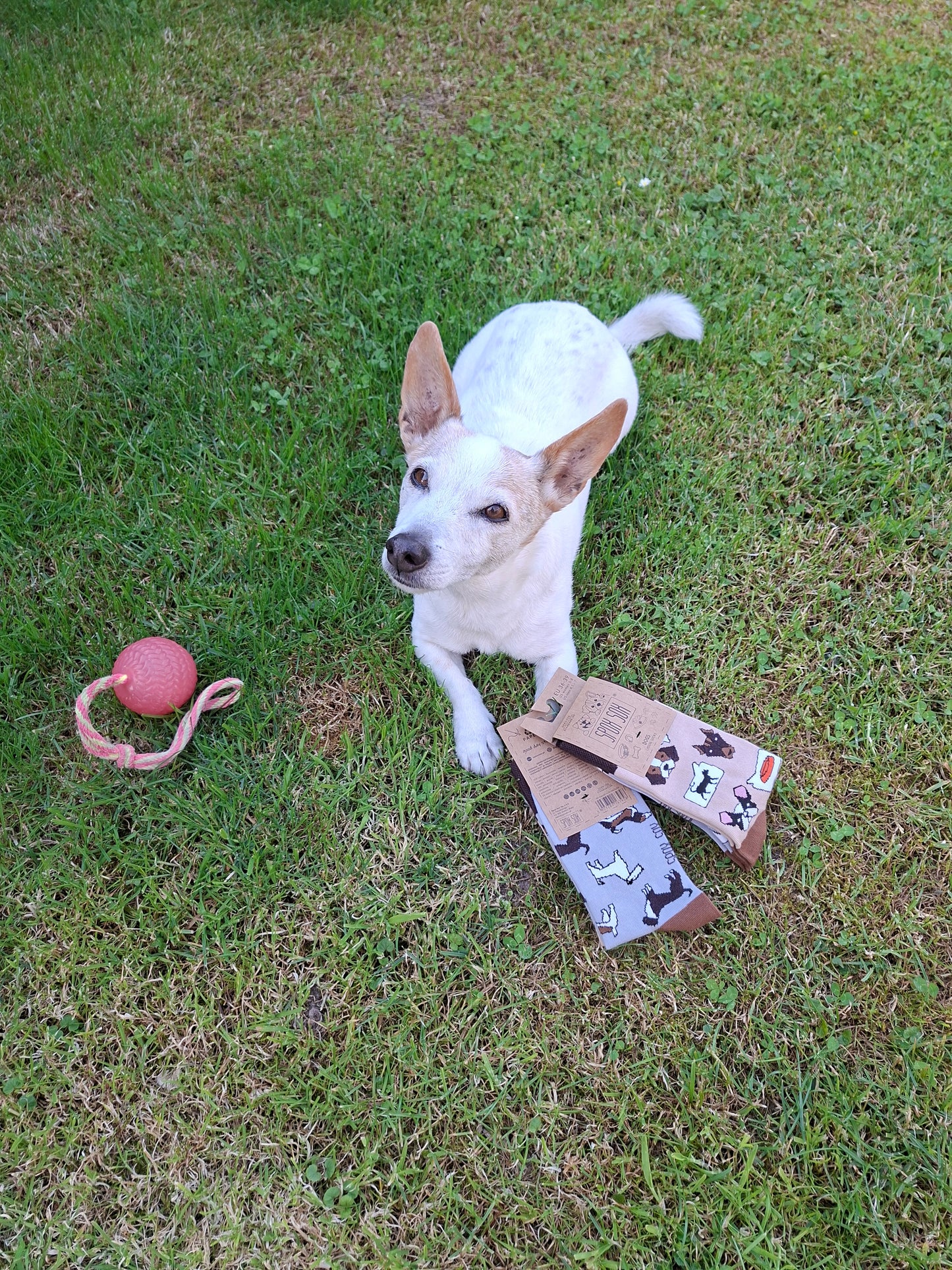 Socken Hunde - bunt & besonders