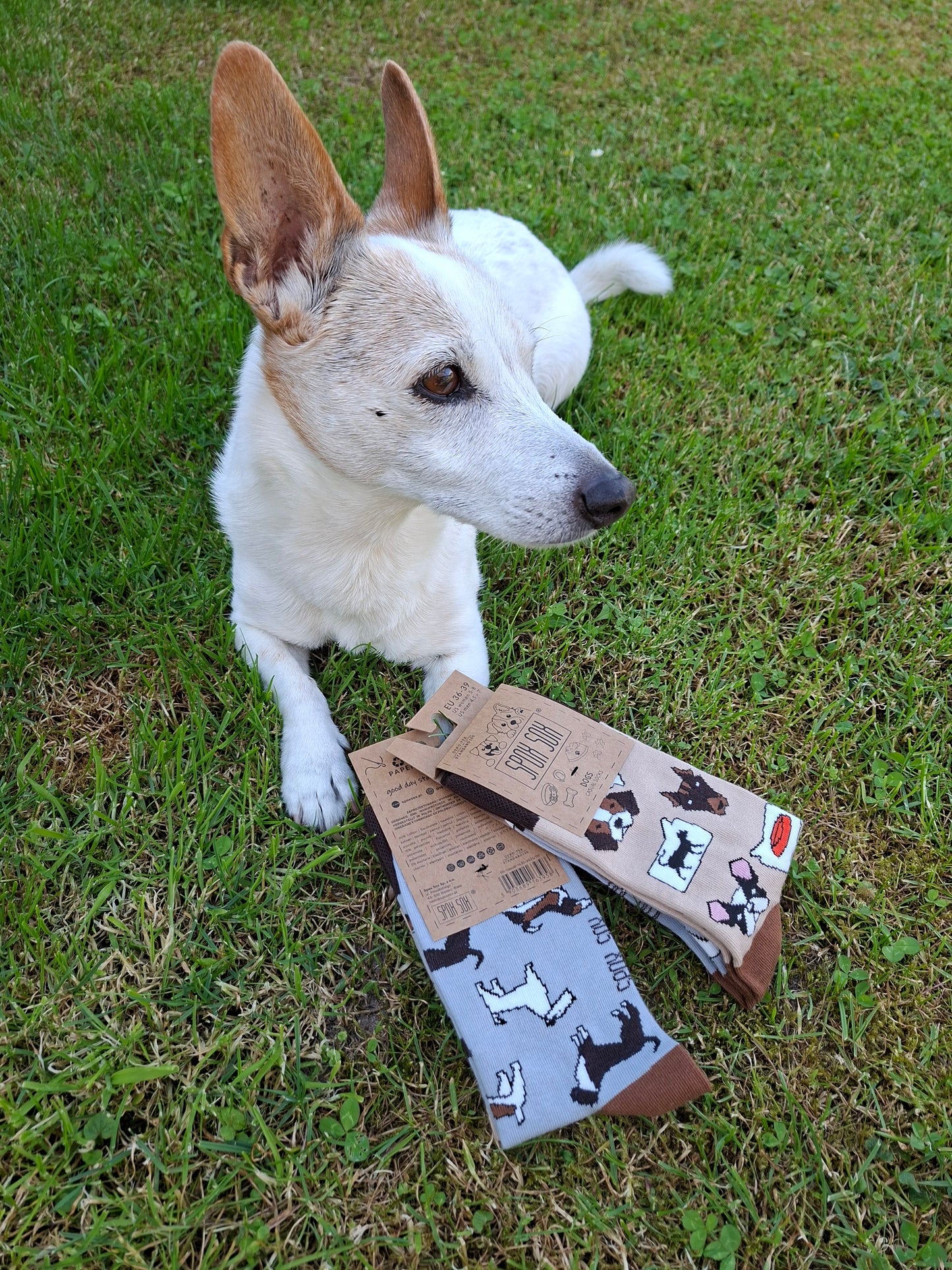 Socken Hunde - bunt & besonders